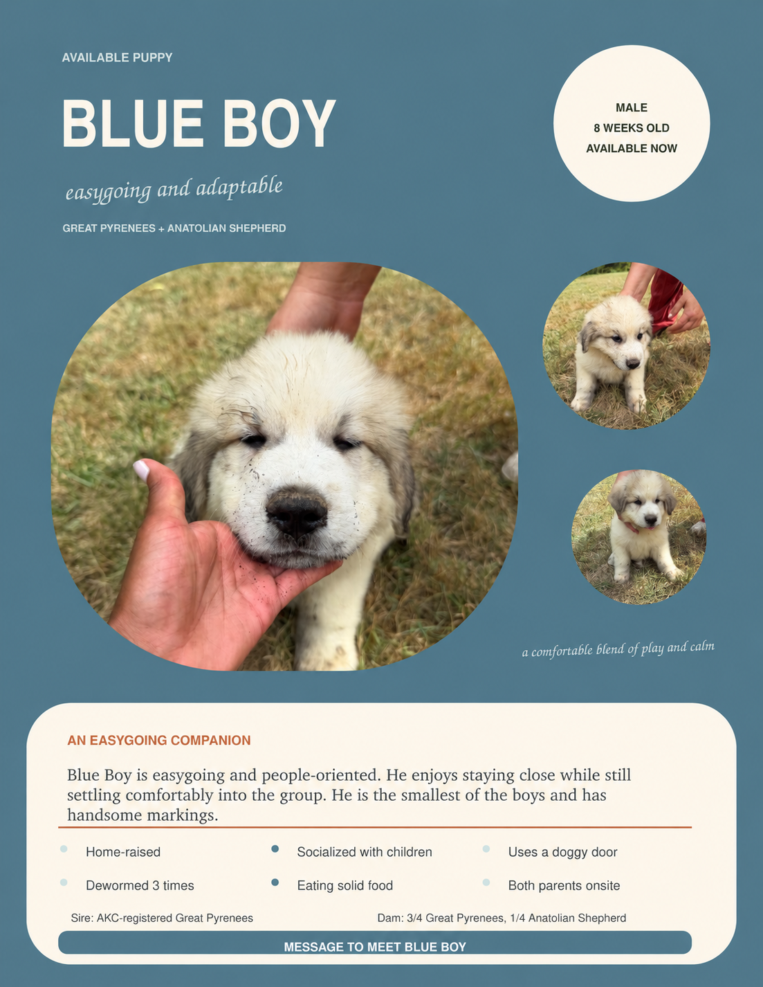 Blue Boy personality flyer