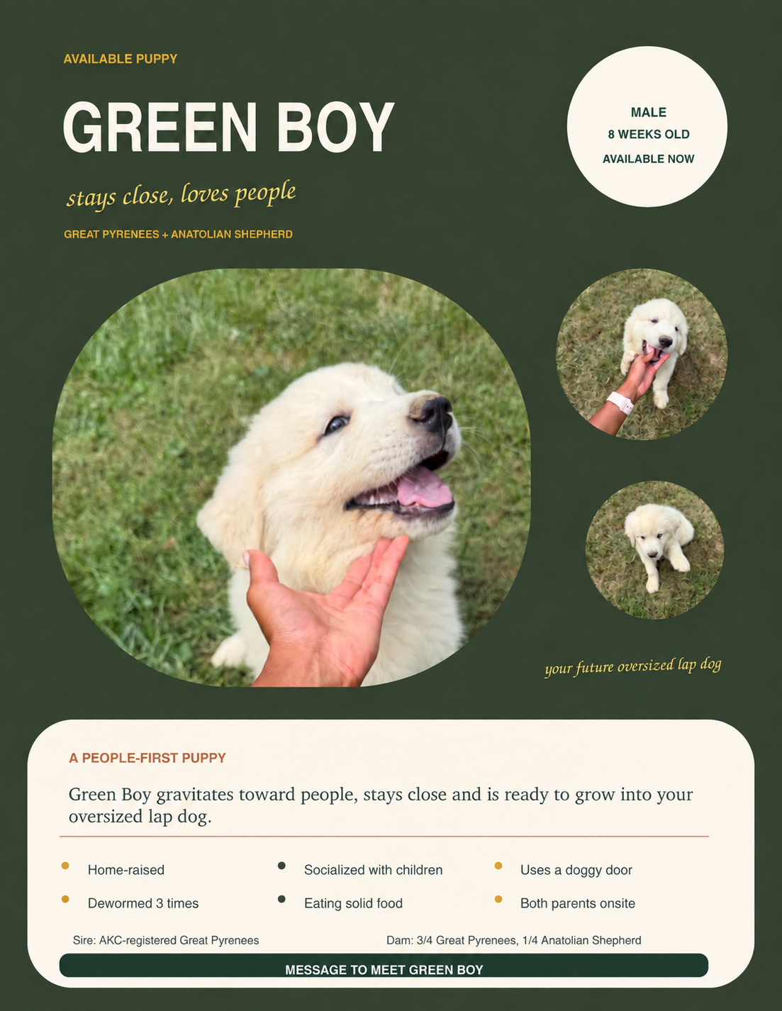Green Boy personality flyer