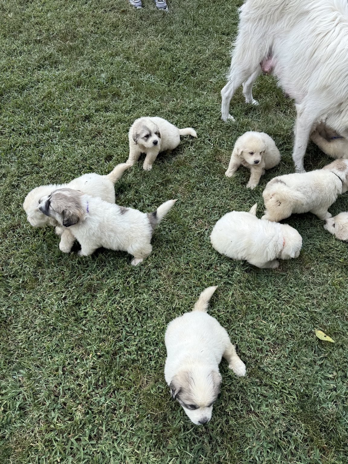 Several puppies together outdoors