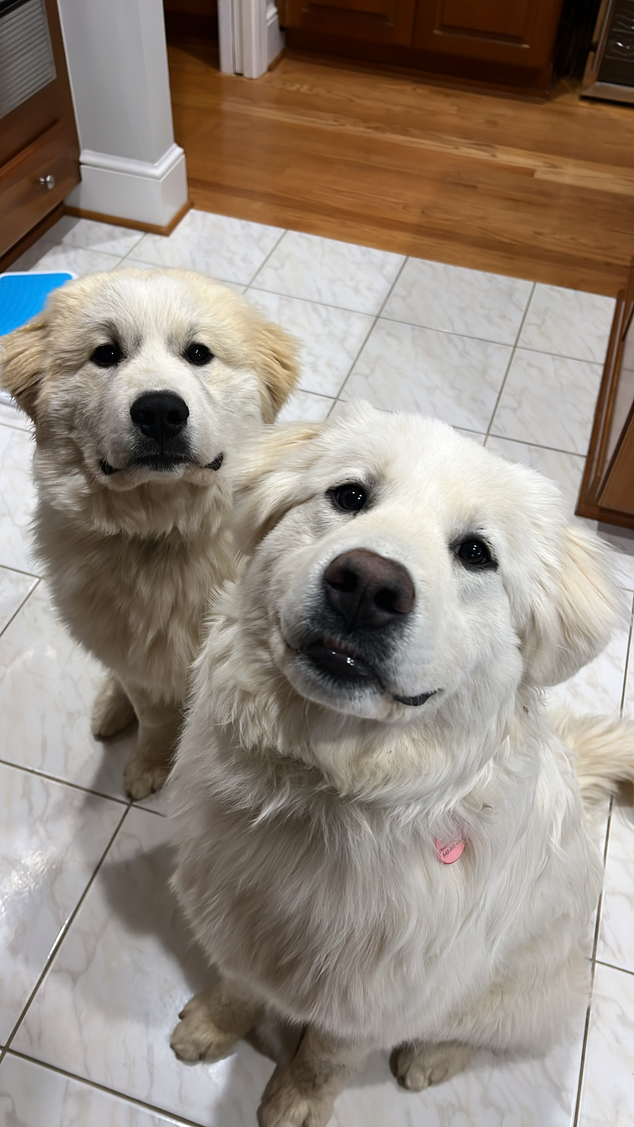 Moose and Moira Rose sitting together